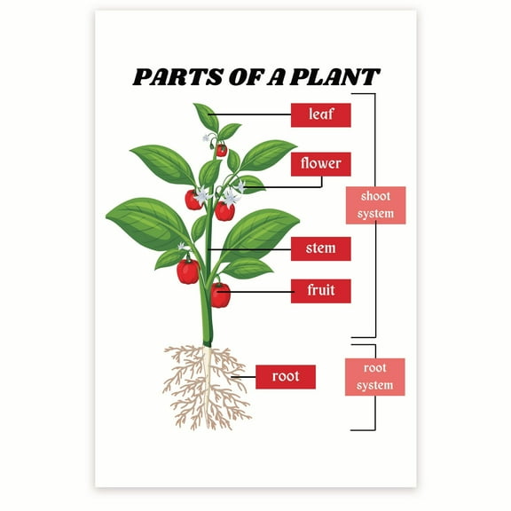 Bliss Monkey Co. Common Parts of the Flower Poster - Flower Anatomy Diagram Poster - Botany Parts of a Flower 12 x 18 Inch Poster - Unframed - Premium 100lb Gloss - Made In USA - BMCP0439