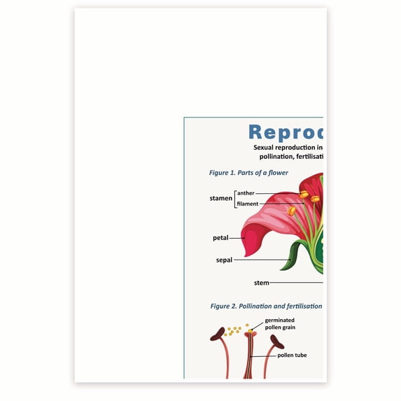 Bliss Monkey Co. Plant Reproduction - 12 x 18 Inch Poster - Unframed - Premium 100lb Gloss - Made In USA - BMCP0547