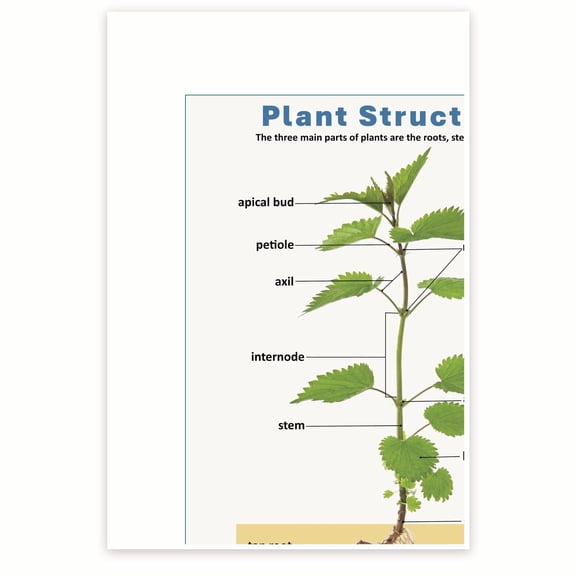 Bliss Monkey Co. Plant Structure - 12 x 18 Inch Poster - Unframed - Premium 100lb Gloss - Made In USA - BMCP0532