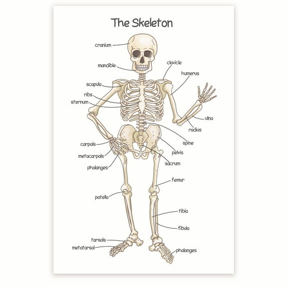 Bliss Monkey Co. The Skeleton Poster - Human Skeleton Poster for Kids - Bone Structure Poster - Skeletal System Poster - 12 x 18 Inch Poster - Unframed - Premium 100lb Gloss - Made In USA - BMCP0406