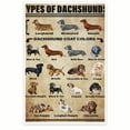 thumbnail image 1 of Bliss Monkey Co. Types Of Dachshunds Poster - Dachshund Mom Dad - Cute Poster For Dachshund Lover - 12 x 18 Inch Poster - Unframed - Premium 100lb Gloss - Made In USA - BMCP0103, 1 of 5