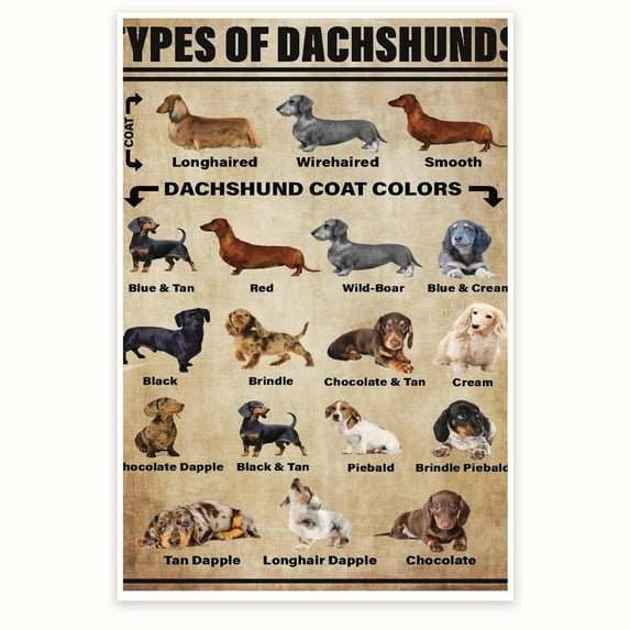 Bliss Monkey Co. Types Of Dachshunds Poster - Dachshund Mom Dad - Cute Poster For Dachshund Lover - 12 x 18 Inch Poster - Unframed - Premium 100lb Gloss - Made In USA - BMCP0103