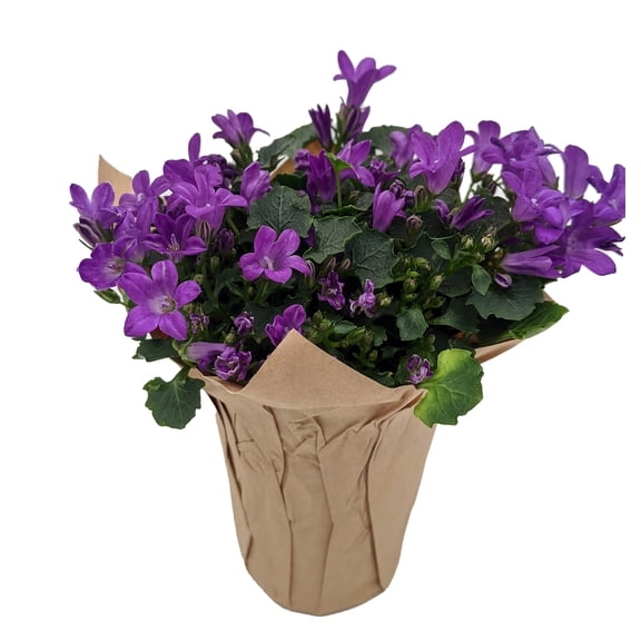 Blissful Blue Campanula -2.5" Self Watering Pot- Enjoy Inside then Plant Outside