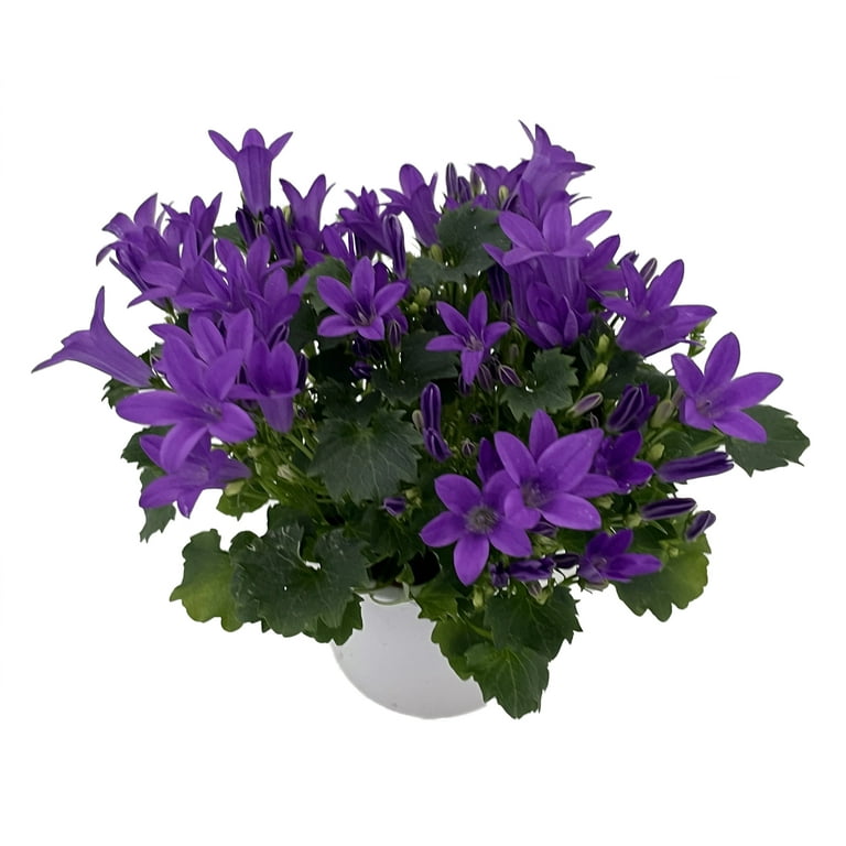 Campanula in Ceramic Pot Campanula in Ceramic Pot