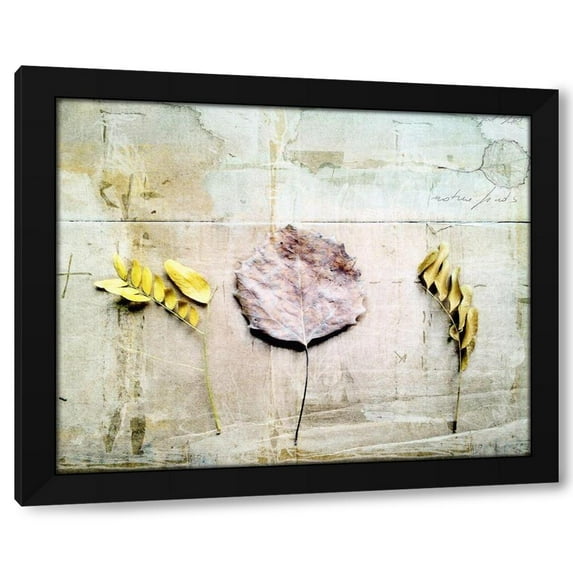 Ingrid Blixt 14x12 Black Modern Wood Framed Wall Art Titled - Herbarium III