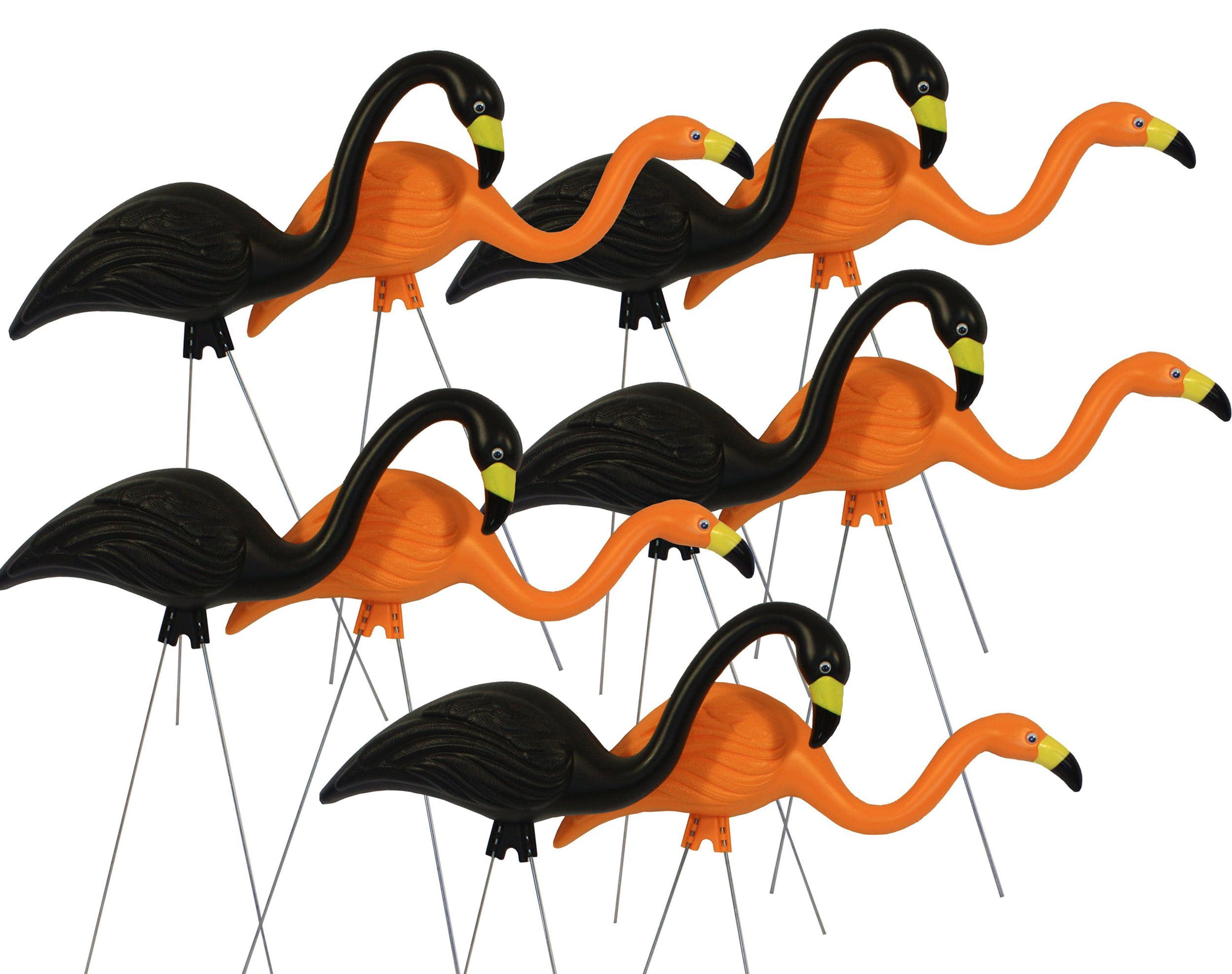 Bloem-10-Pack-25-Black-and-