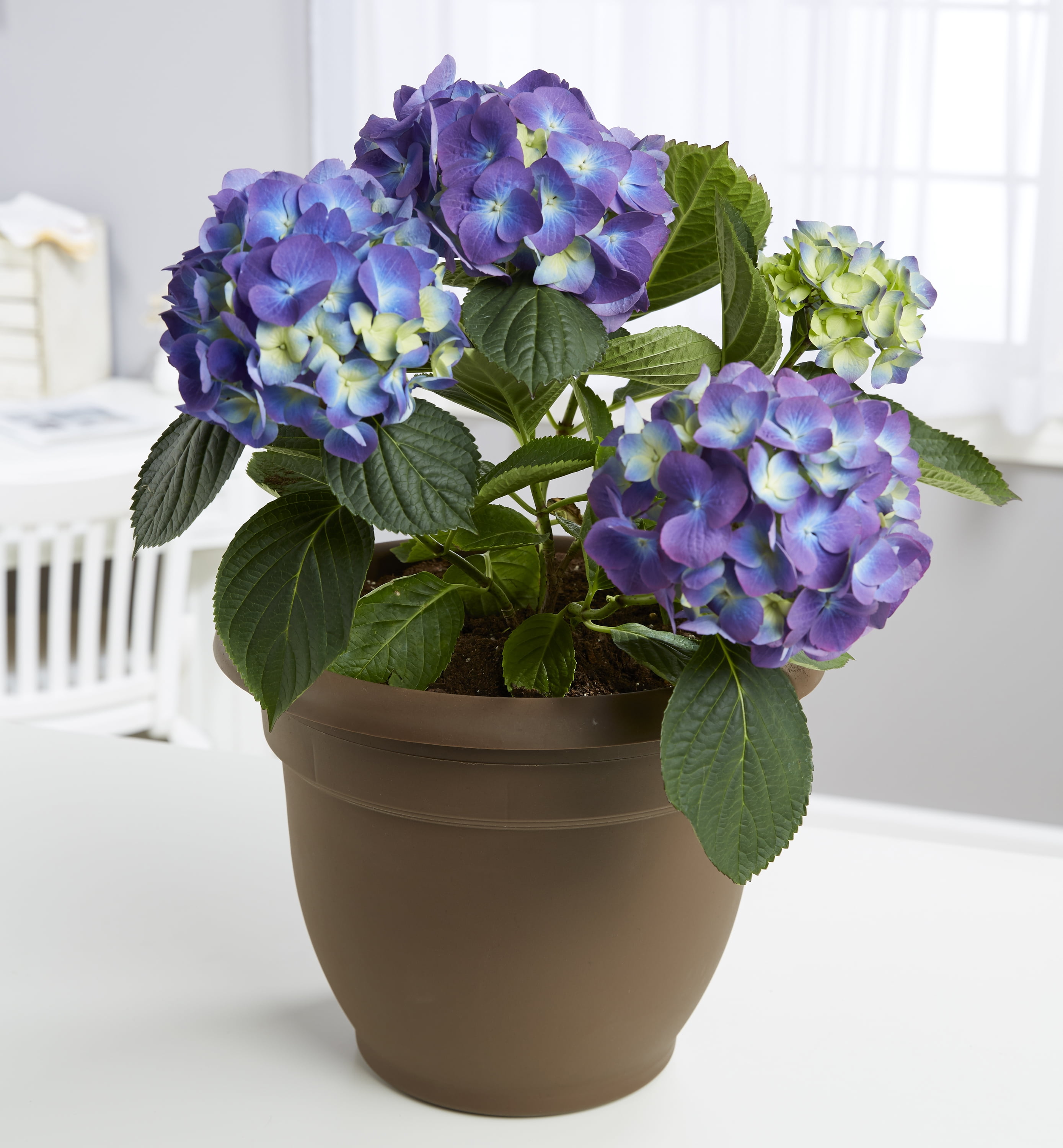 Ariana Classic Chocolate Resin 10" Indoor/Outdoor Planter
