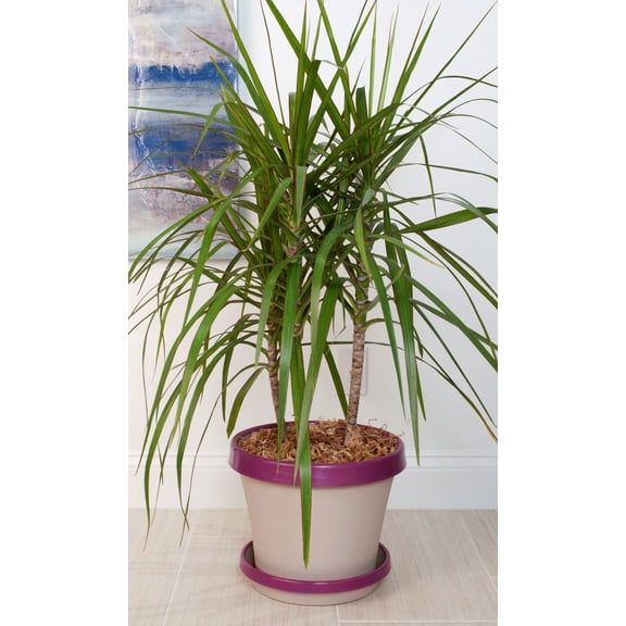 Bloem Terra Two-Tone Saucer 8" Taupe w/Passion Fruit