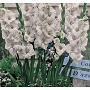 Blondie Glamini  Gladiolus 10 Bulbs - NEW! - Petite - 10/12 cm
