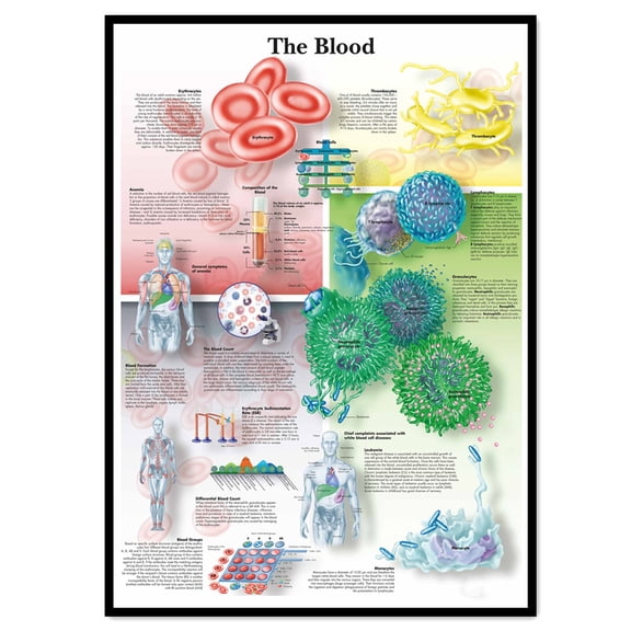 The Blood Medical Poster Wall Art - Human Anatomy Picture Chart Body Structure Decor, Unframed Gallery Canvas Print Painting Home Decor for Office Home Living Room Classroom,White,11.8X16.5 inch