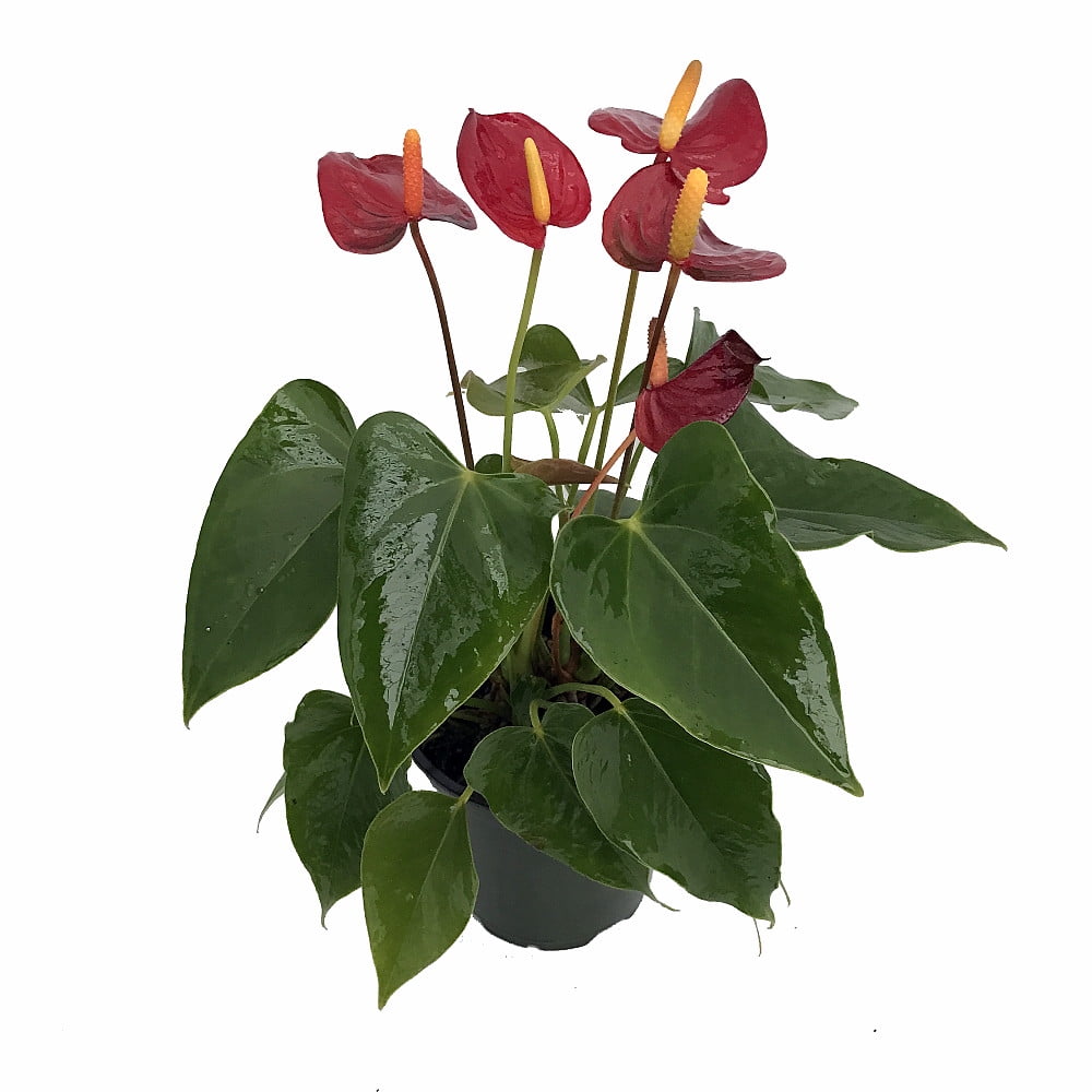 Blood Red Moon Anthurium Plant - Blooming House Plant - 4" Pot - Walmart.com