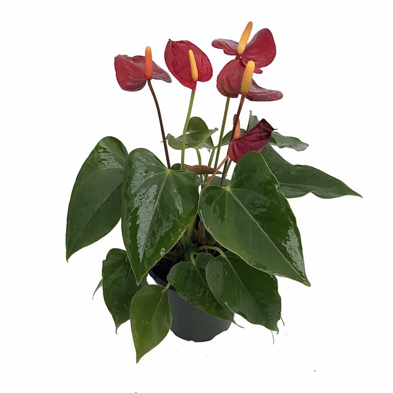 hanging brackets for plants Wooden plant hanger
