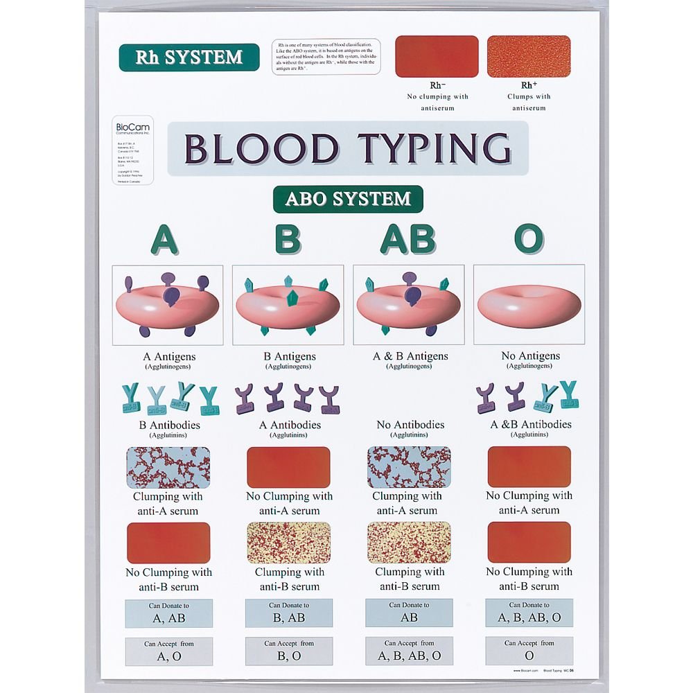 Blood Typing Chart, Visual Display Of The Abo System And Rh System