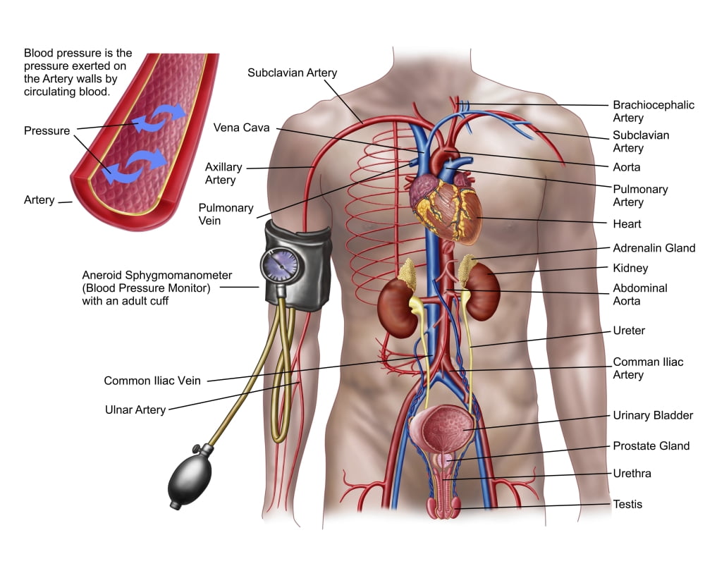 Blood pressure and circulatory system Canvas Art - Stocktrek Images (16 x 13)