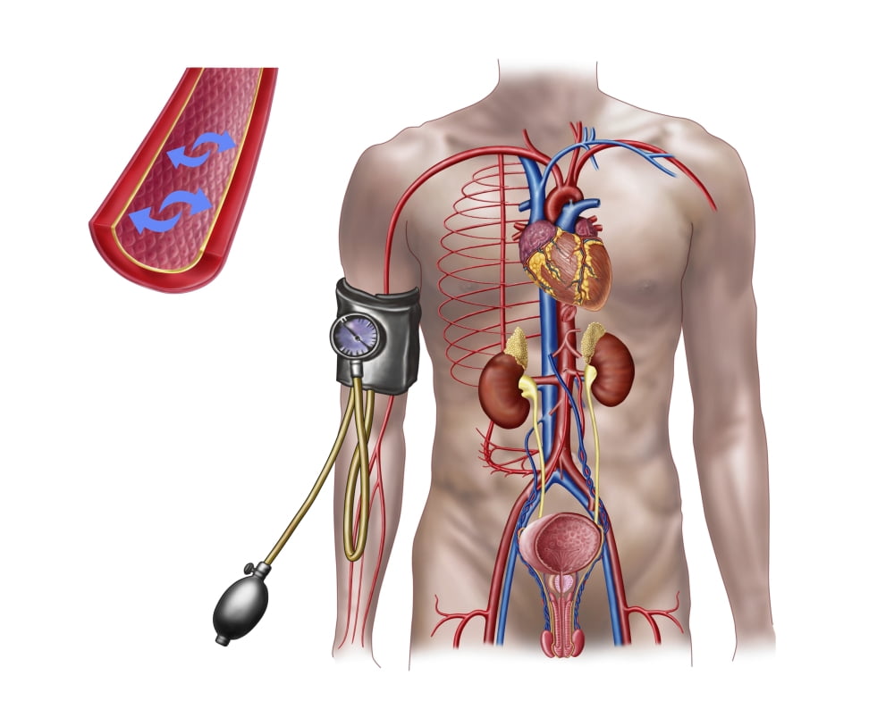 Blood pressure and circulatory system Canvas Art - Stocktrek Images (16 x 13)