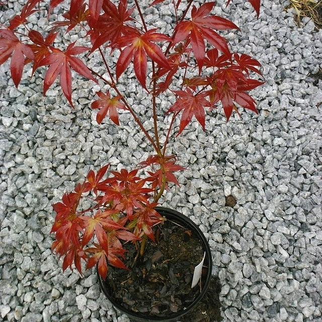 Bloodgood Japanese Maple 1 Gallon ACER PALMATUM, Full to Part Sun