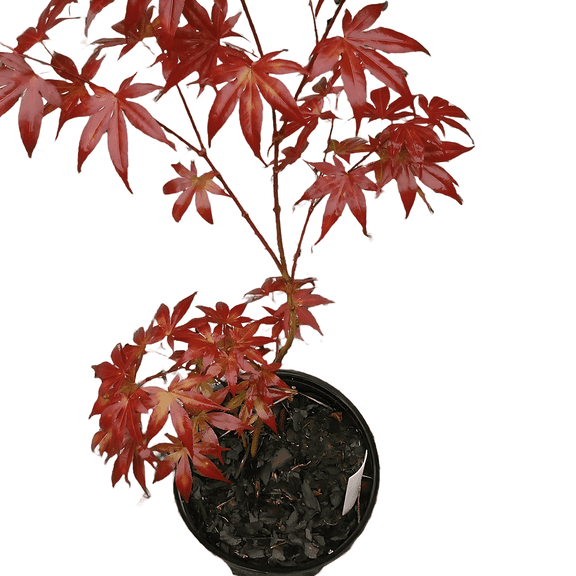 Bloodgood Japanese Maple Live Trees, Deep Red Ornamental Tree