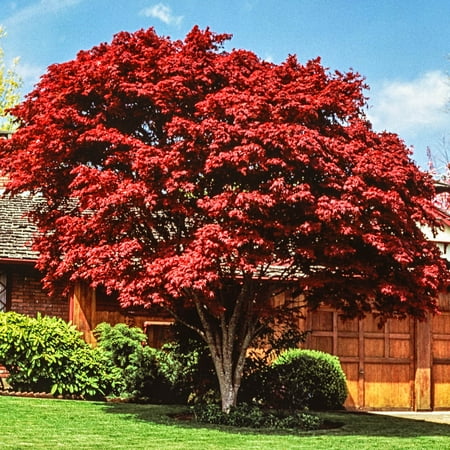 Bloodgood Japanese Maple Potted Ornamental Tree, in a 2.25 Gal. Pot