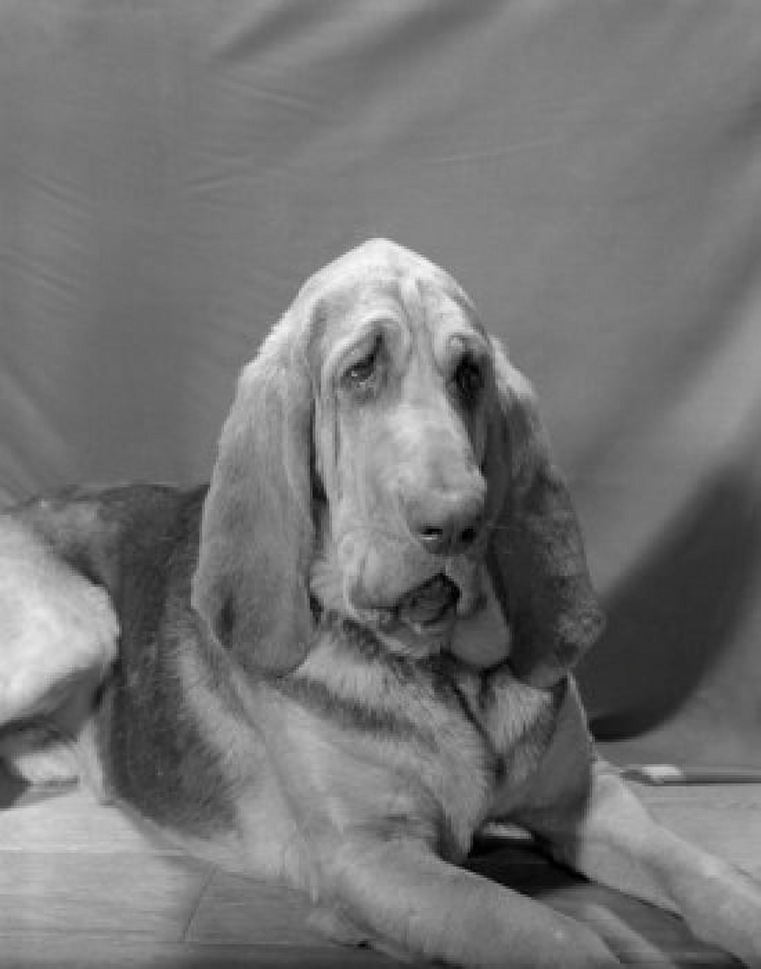 Bloodhound Canvas Art -  (24 x 36)