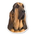 thumbnail image 1 of Bloodhound Magnet, 1 of 1