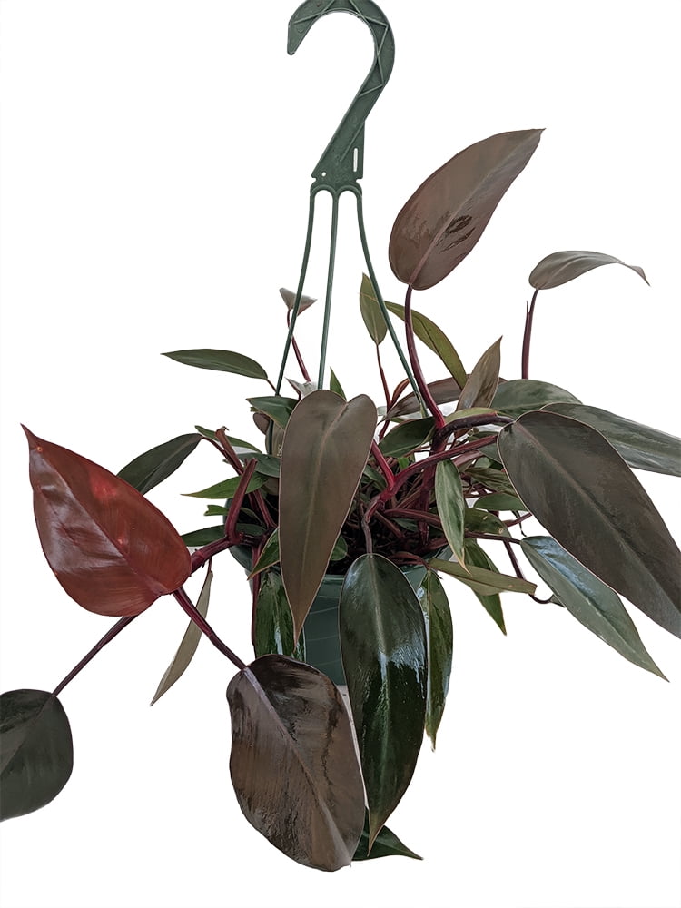 Bloody Mary Philodendron - 10" Hanging Basket - Collector's Series