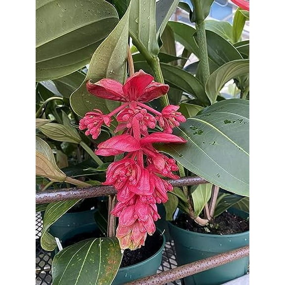 Bloom Booster 10-30-20 3 pounds. Water Soluble Fertilizer with Micronutrients.