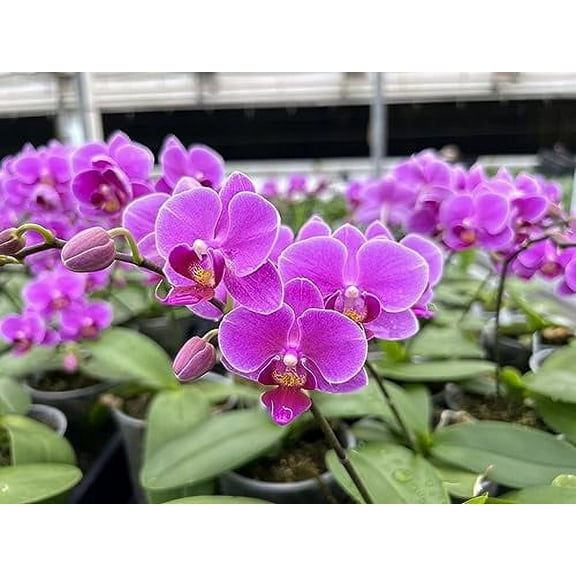 Bloom Booster 10-30-20 3 pounds. Water Soluble Fertilizer with Micronutrients.