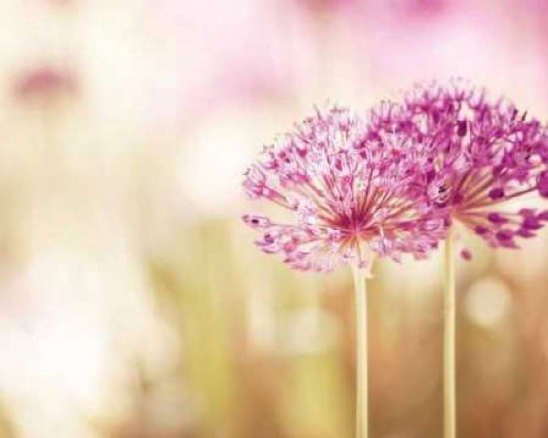 Bloom Canvas Art - Carolyn Cochrane (20 x 24)