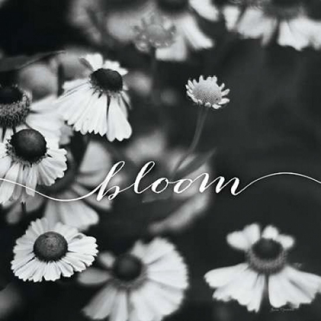 Bloom Canvas Art - Laura Marshall (24 x 24)