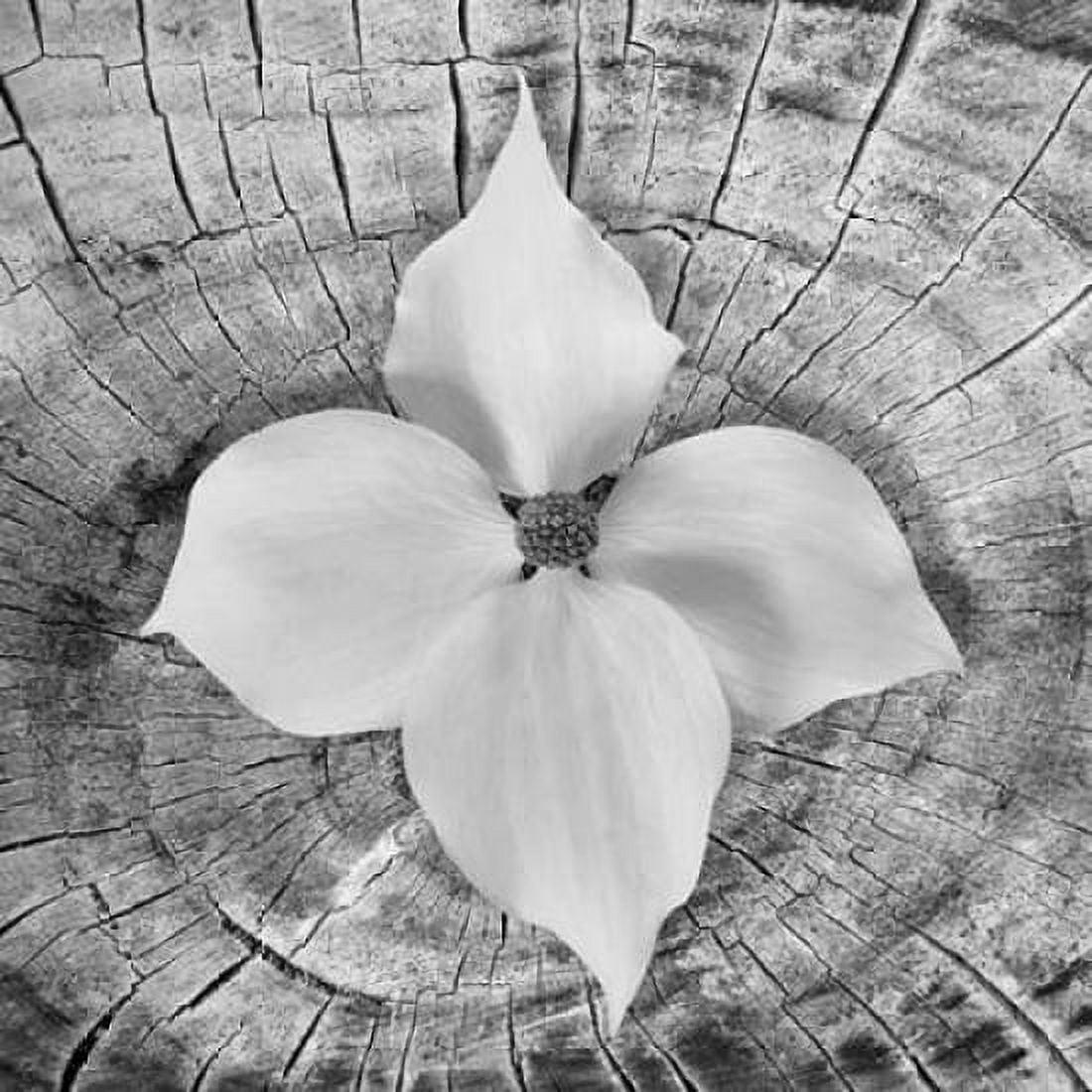 Bloom I Canvas Art - Kathy Mahan (24 x 24)
