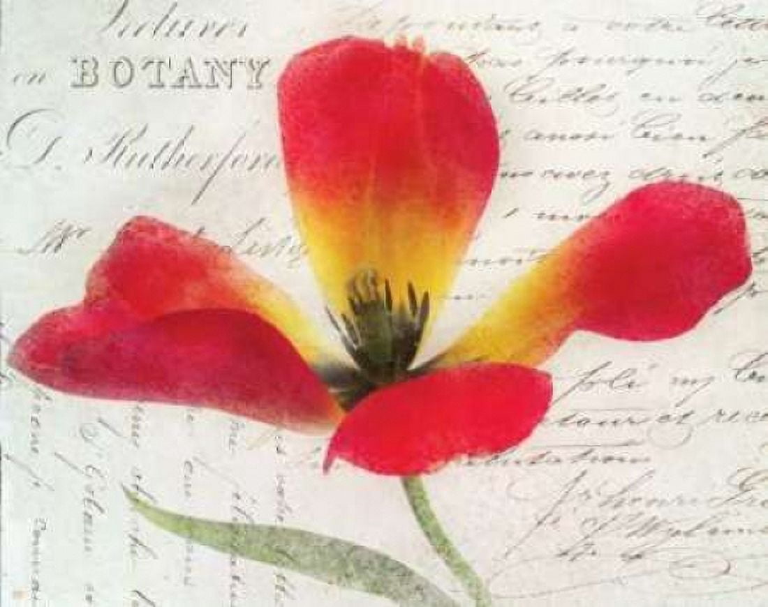 Bloom II Canvas Art - Amy Melious (22 x 28)