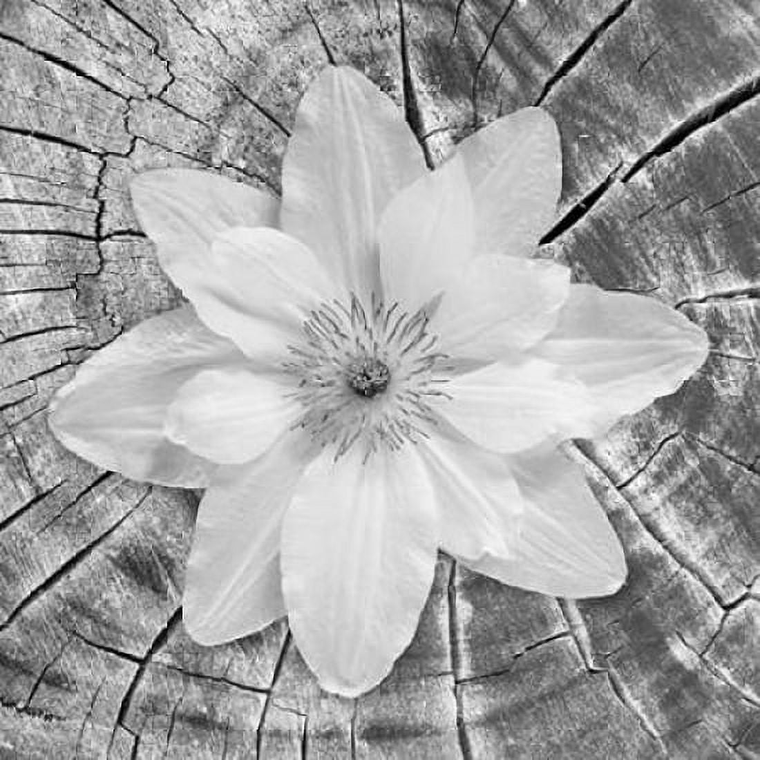 Bloom II Canvas Art - Kathy Mahan (24 x 24)