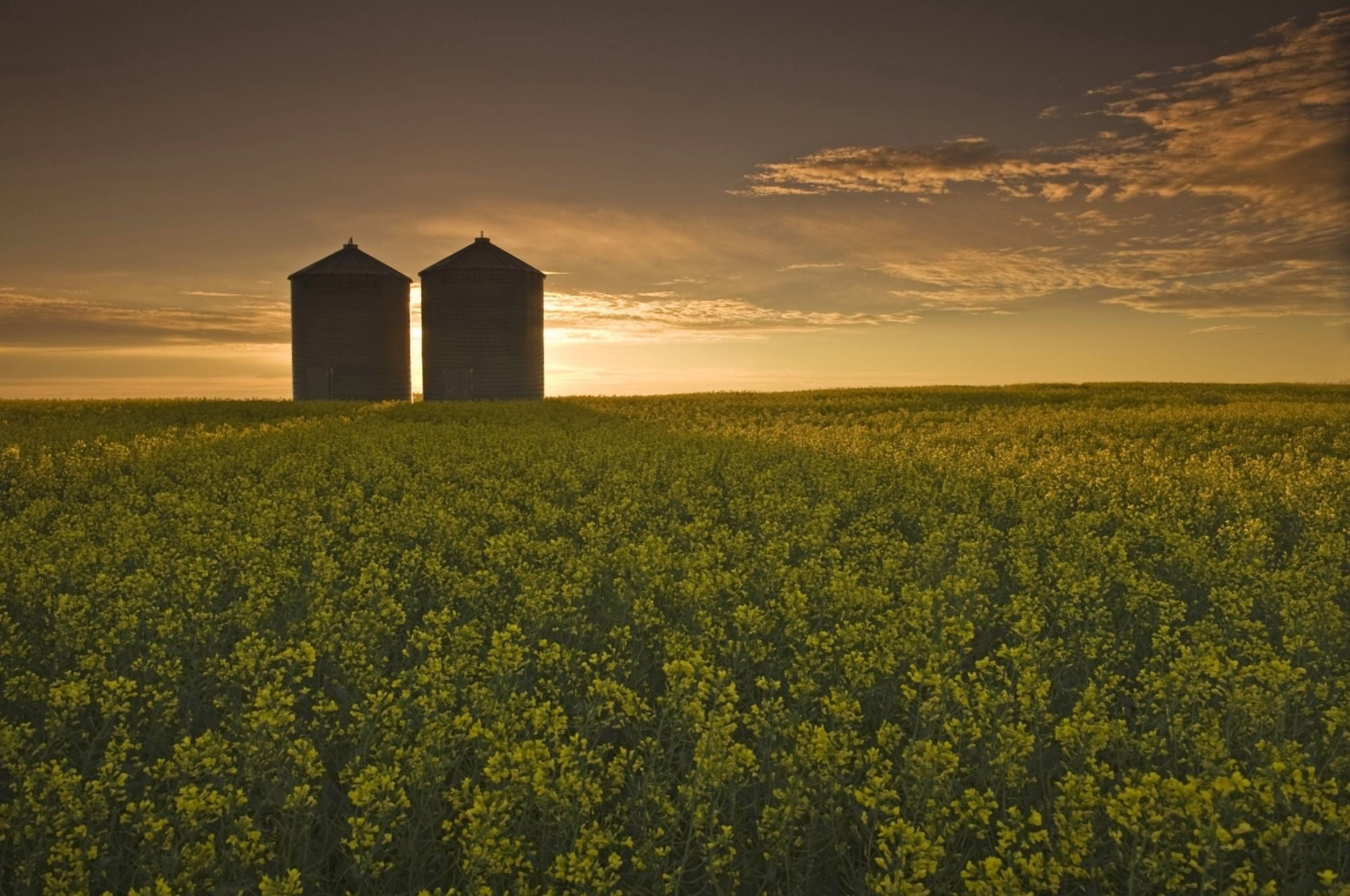 Bloom Stage Canola Field With Grain Bins In The Background Tiger Hills Manitoba Canvas Art - Dave Reede Design Pics (17 x 11)