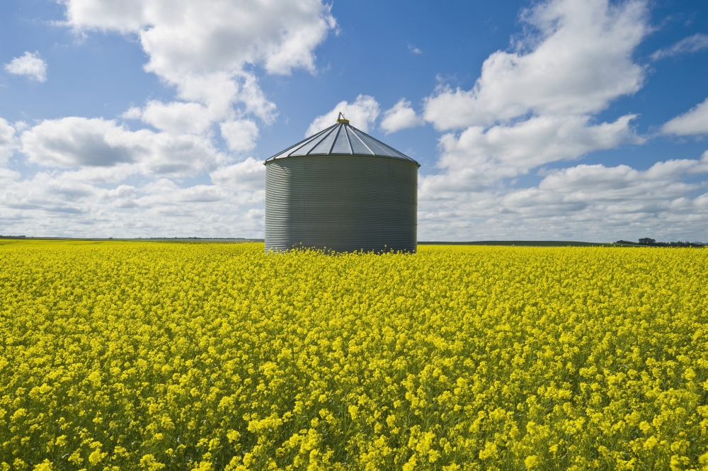 Bloom Stage Mustard Field And Grain Bin Ponteix Saskatchewan Canada Canvas Art - Dave Reede Design Pics (19 x 12)
