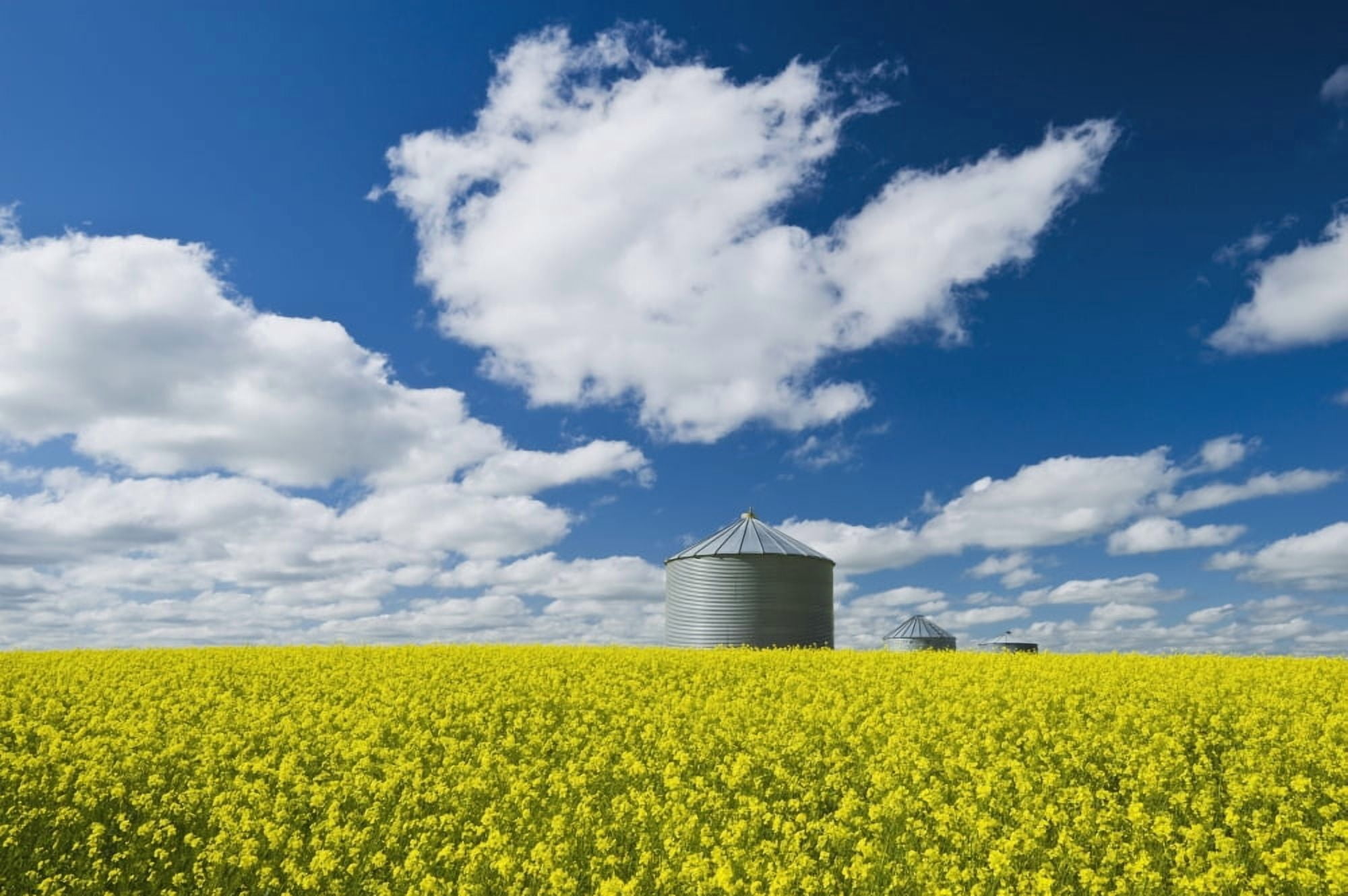 Bloom Stage Mustard Field And Grain Bin Ponteix Saskatchewan Canada Canvas Art - Dave Reede Design Pics (38 x 24)