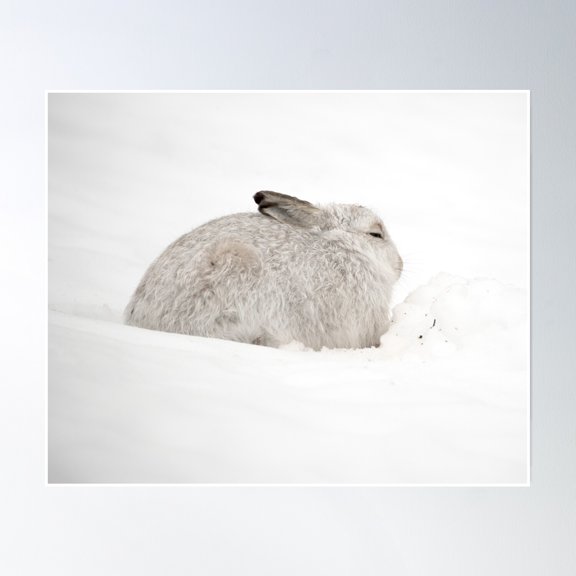 Bloom Theory White Hare Poster Wall Art, Modern Wall Decor, 8x12 UNFRAMED
