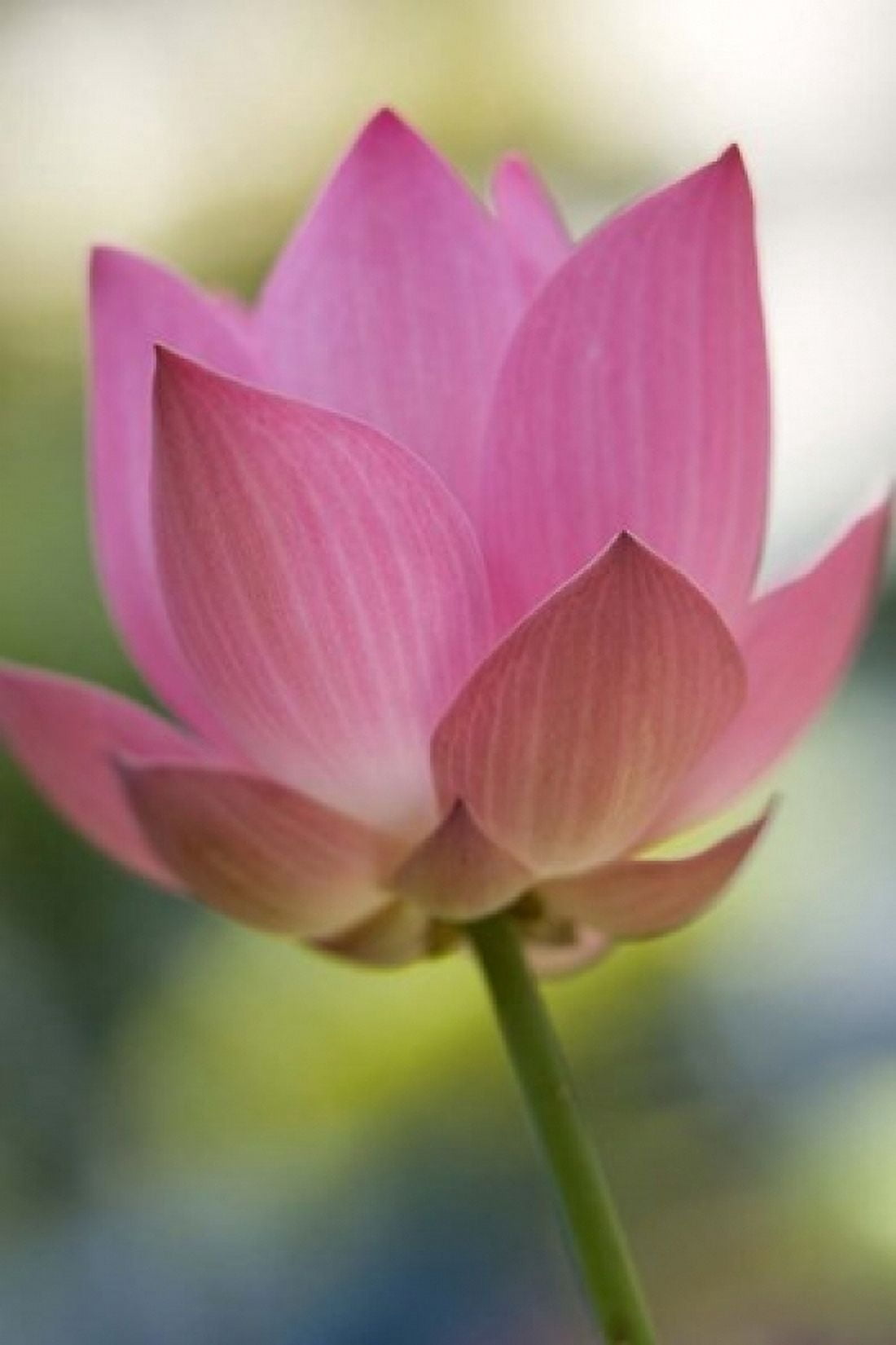 Bloom of Lotus Flower Bangkok Thailand Canvas Art - Russell Young DanitaDelimont (24 x 36)