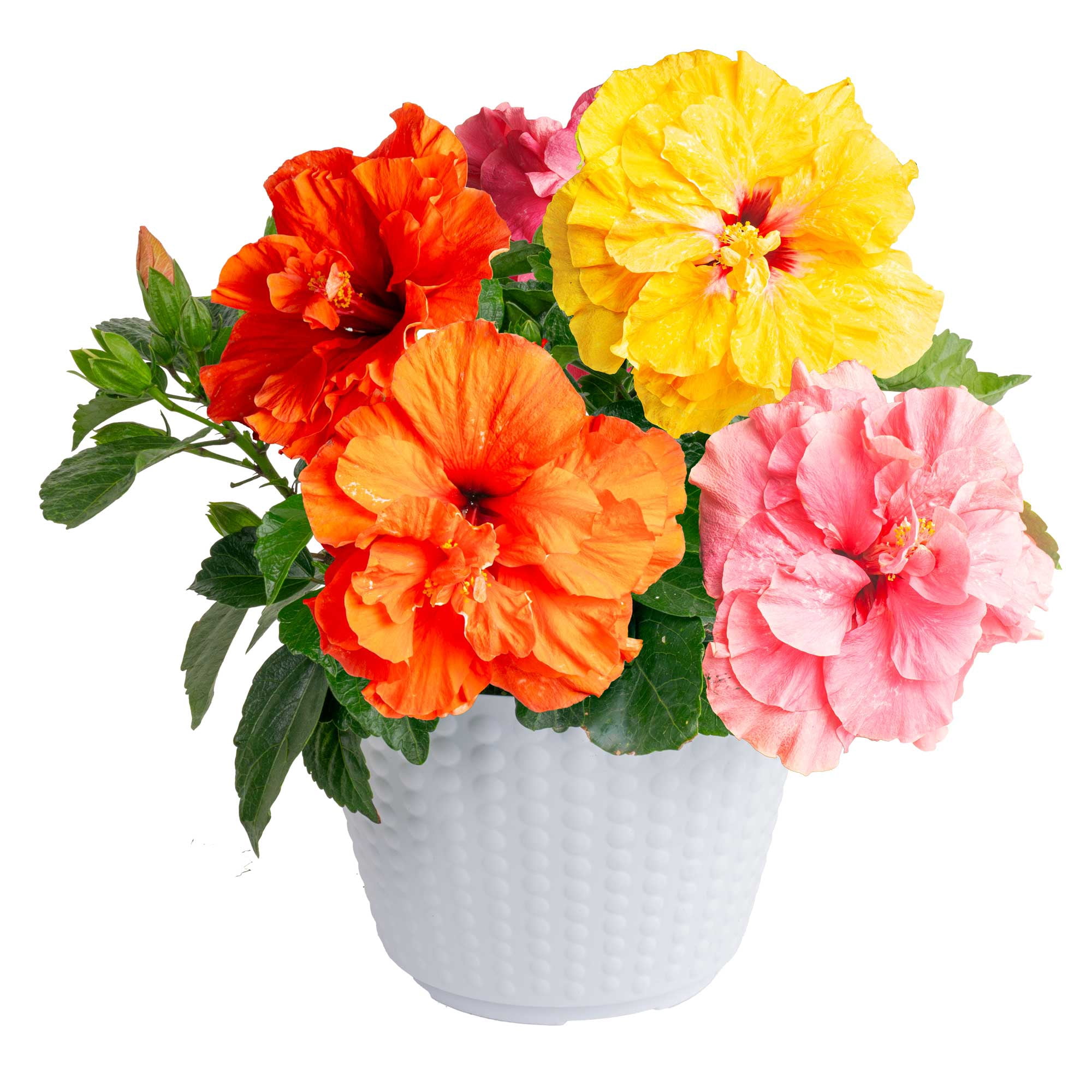 BloomSelect 18" Hibiscus Adonicus Live Outdoor Plant in 3QT Decor Pot (Orange, Yellow, Pink)