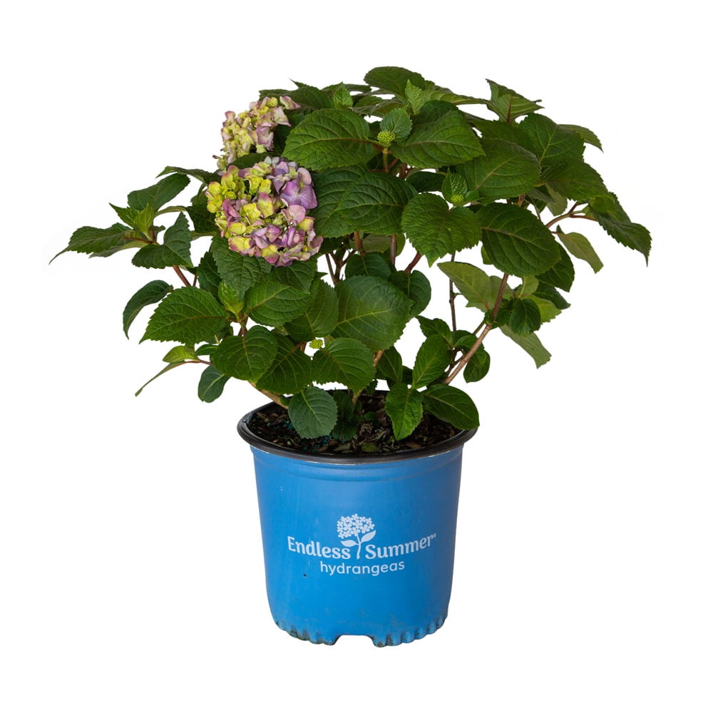 BloomStruck Endless Summer Hydrangea (1 Gallon) Flowering Deciduous