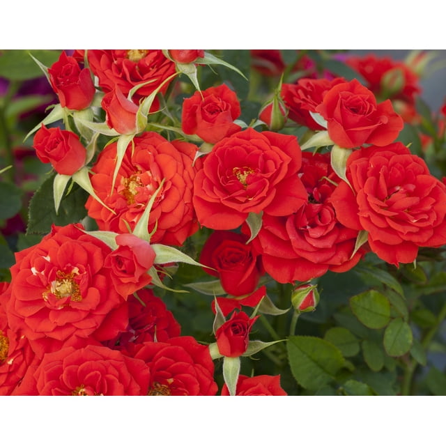 Bloomables 1G Rose Autumn Sunblaze Live Plants Full Sun Red - Walmart.com