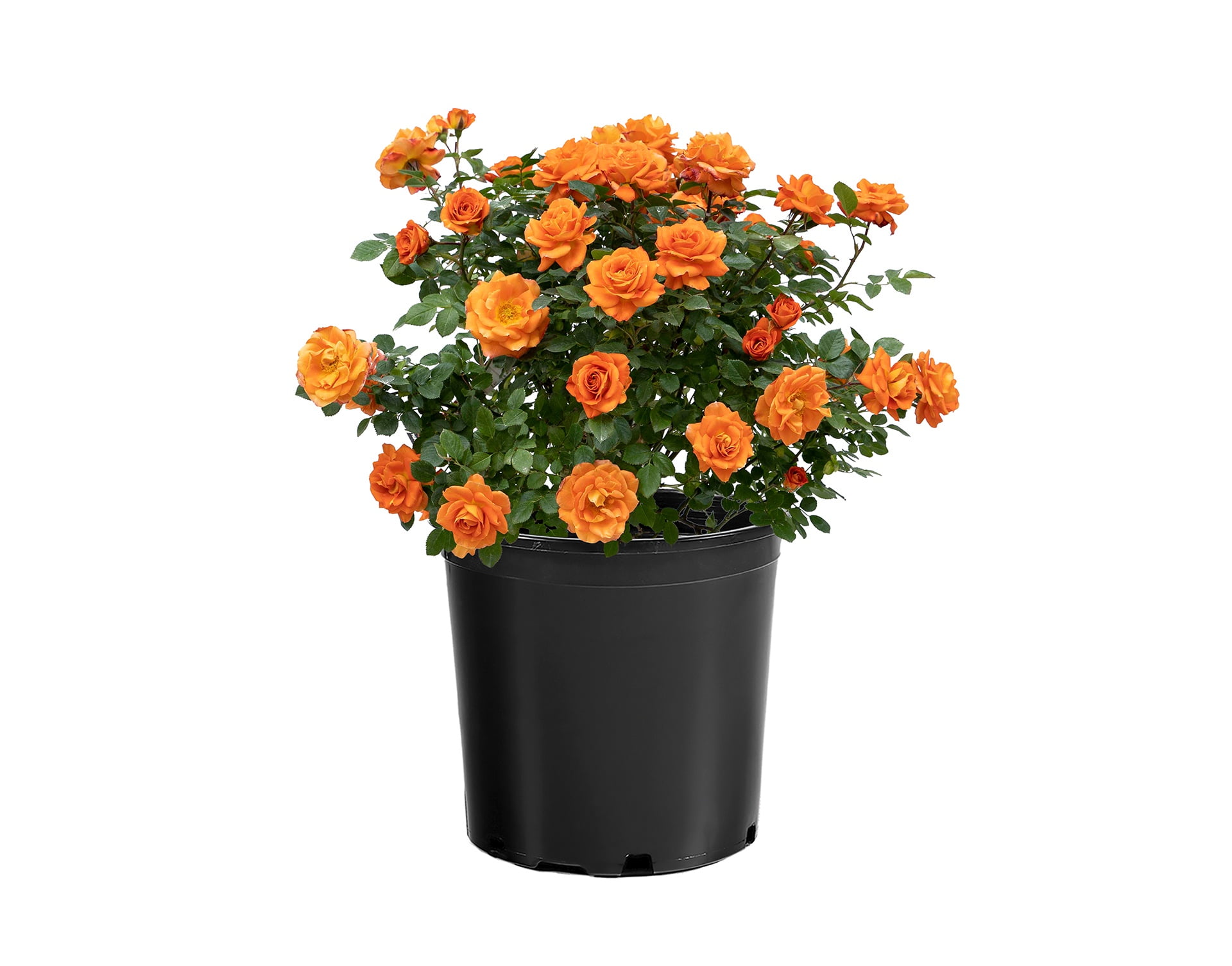 Bloomables 1G Rose Mandarin Sunblaze Deciduous Flowering Live Shrubs ...