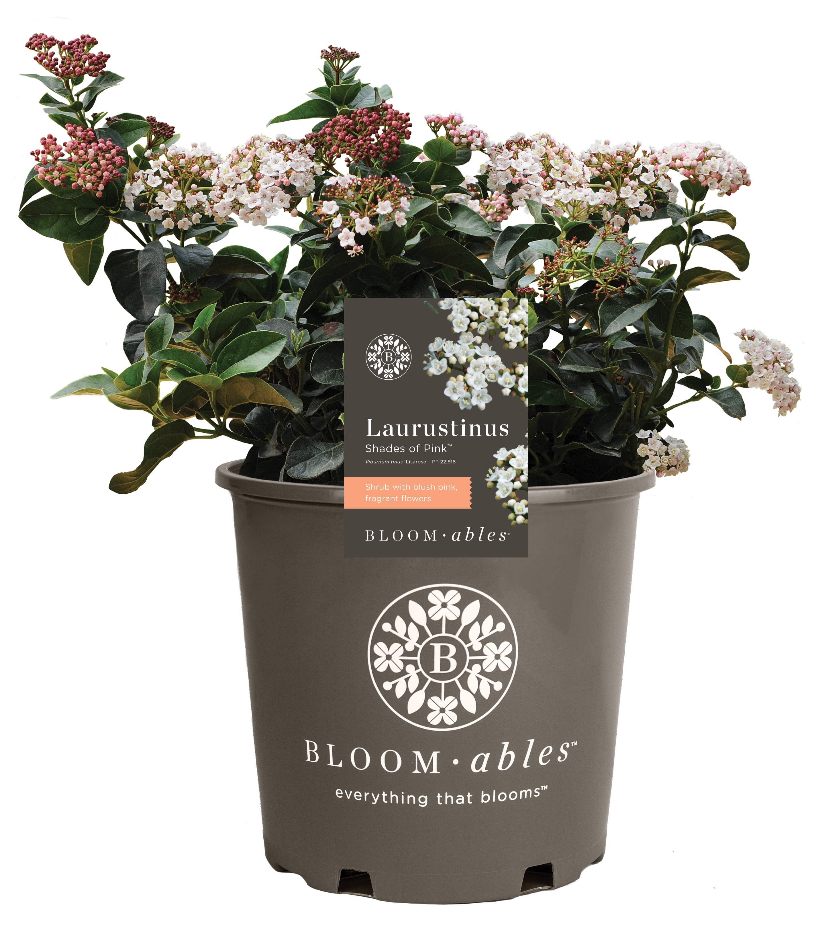 Bloomables® 2.25 gal Shades of Pink ™ Viburnum Tinus Live Shrub with