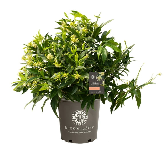 Bloomables® 2.25 gal. Star Flower Orion™ Illicium White Flowers- Live Shrub with Full Sun - 1 Piece