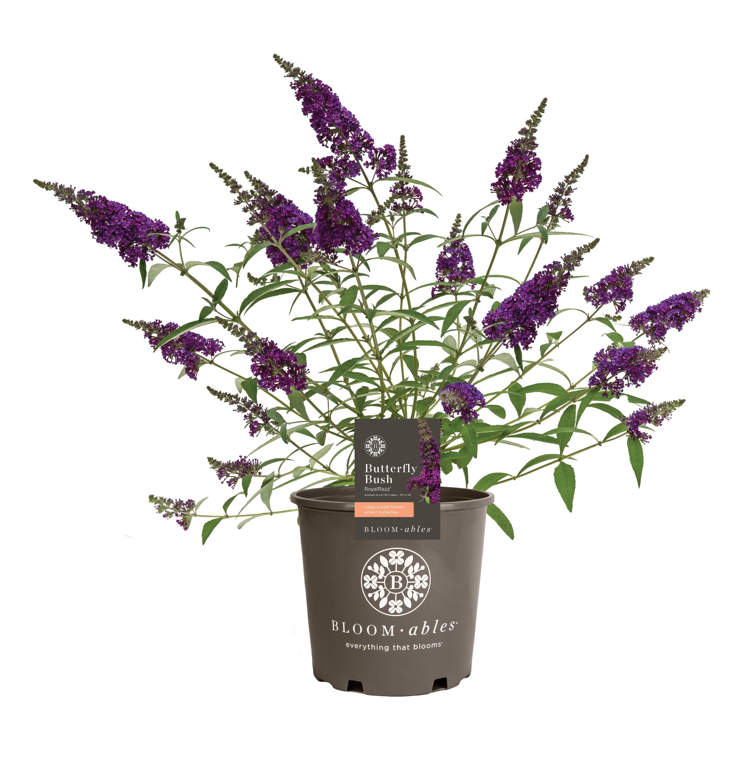 Bloomables 2 gal Butterfly Royal Razz Live Shrubs