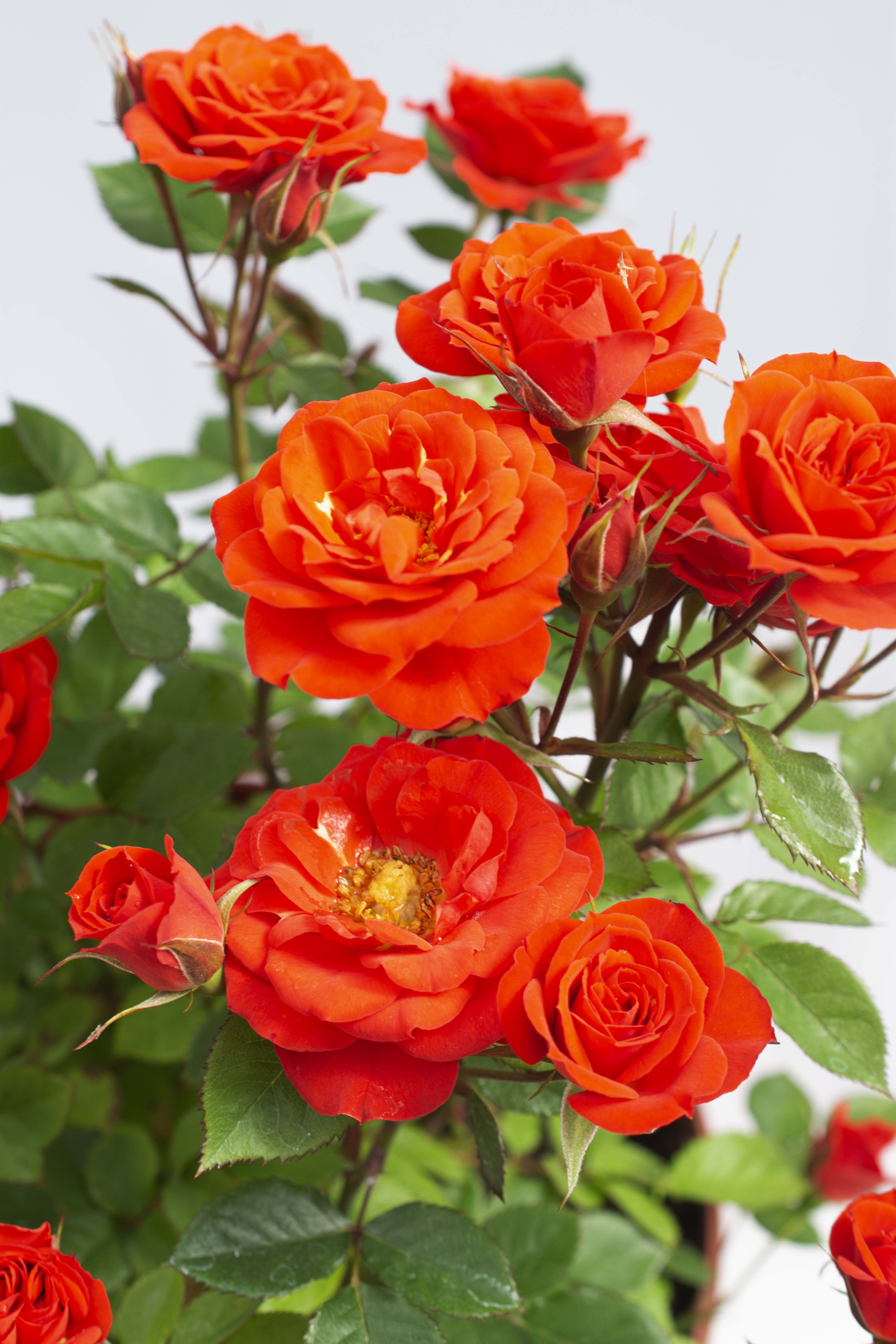 Bloomables 2 gal Rose Sunblaze Autumn Live Shrubs - Walmart.com