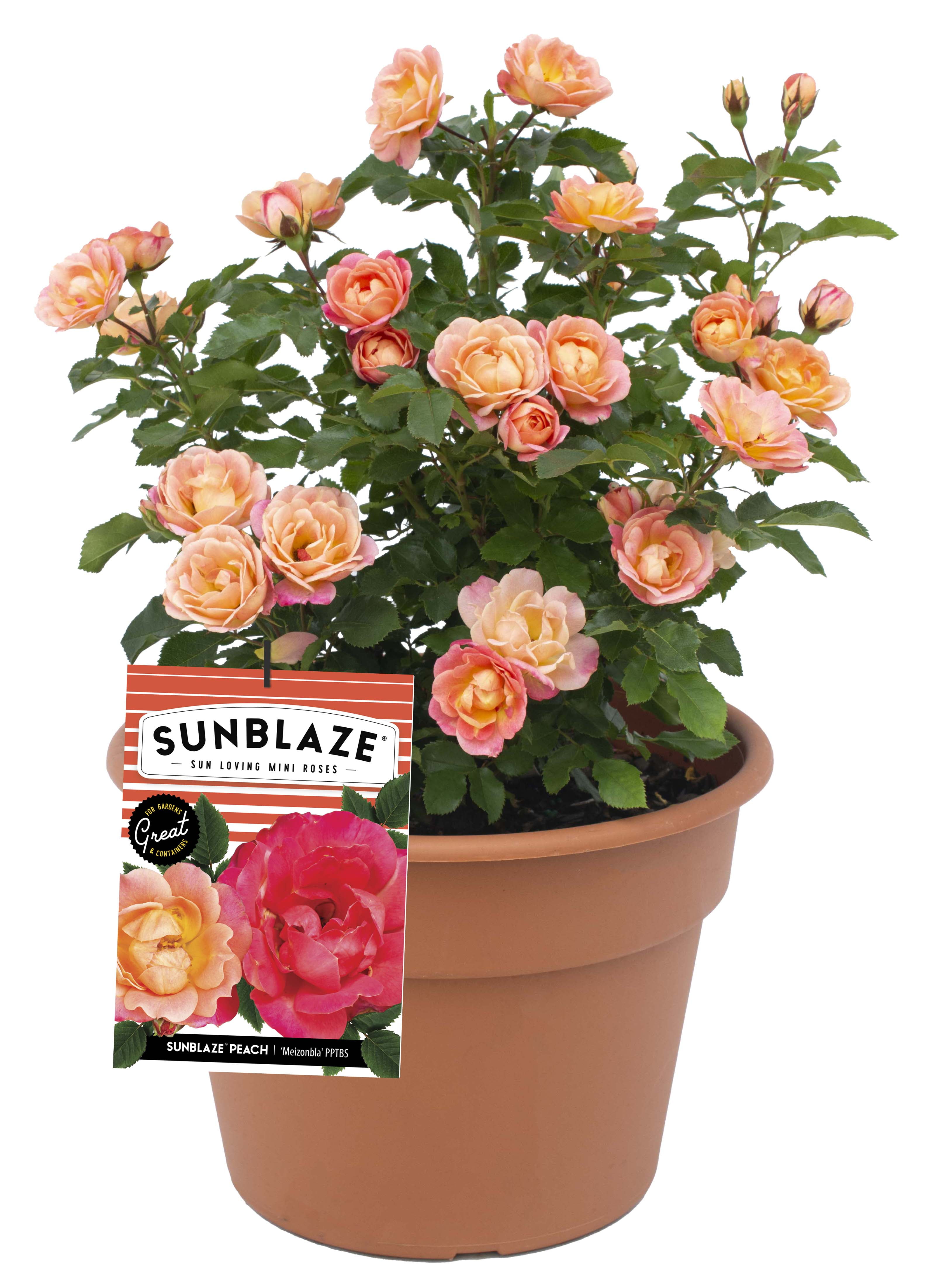 Bloomables 2 gal Rose Sunblaze Peach Live Shrubs - Walmart Business ...