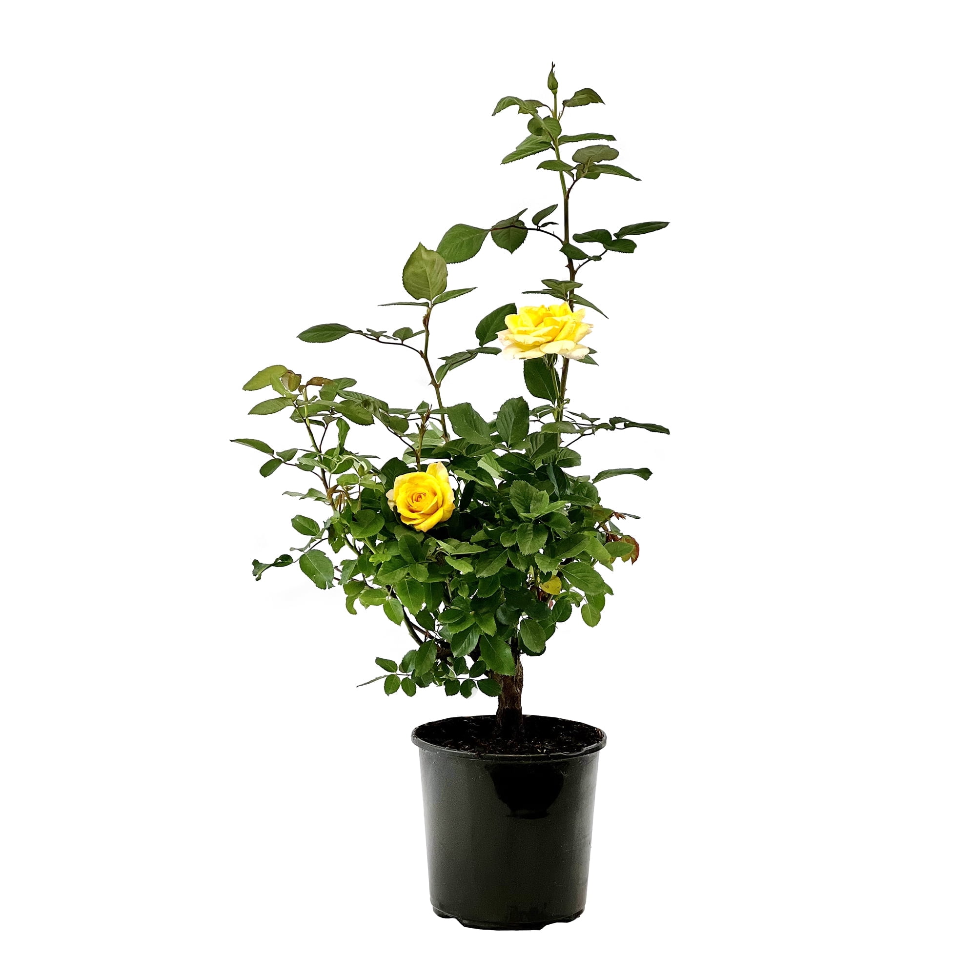 Bloomables 2G Rose Anthony Meilland Flowering Live Plants Full Sun ...