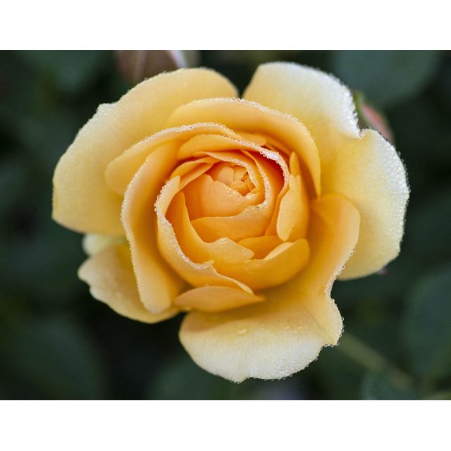 Bloomables 2G Rose Julia Child Flowering Live Plants Full Sun Yellow ...