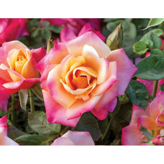 Bloomables 2G Rose Polynesian Punch Deciduous Flowering Live Shrubs ...