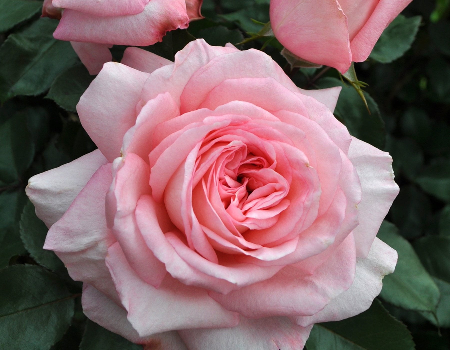 Bloomables 2G Rose Savannah Sunbelt Live Plants Full Sun Pink - Walmart.com
